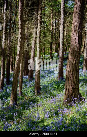 Holzboden mit blauem Teppich Stockfoto