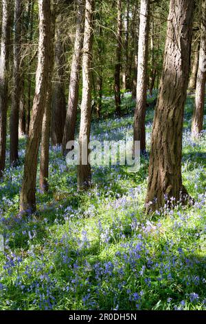 Holzboden mit blauem Teppich Stockfoto
