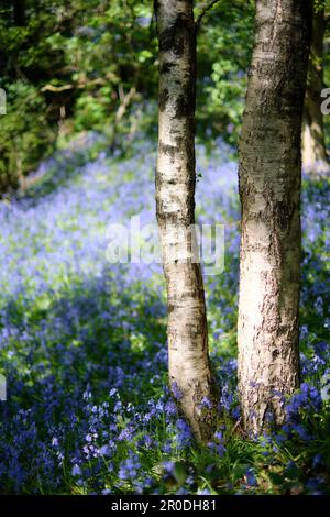 Holzboden mit blauem Teppich Stockfoto