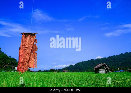 Blick auf Reisfelder mit grünen Reispflanzen und blauem Himmel, dahinter befindet sich ein Berg. Stockfoto