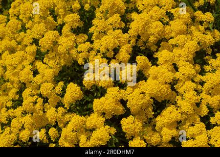 Goldenes Alyssum, mehrjähriges Alyssum, Aurinia saxatilis, Blumen gelb. Stockfoto