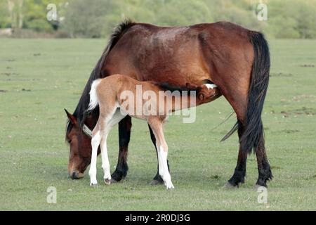 Ein braunes und weißes New Forest-Pony-Fohlen saugt von seiner Mutter, steht auf dem Gras mit Bäumen im Hintergrund Stockfoto