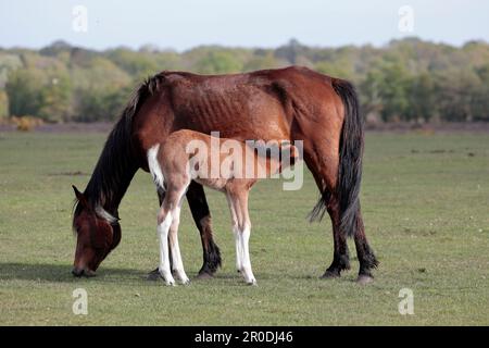 Ein braunes und weißes New Forest-Pony-Fohlen saugt von seiner Mutter, steht auf dem Gras mit Bäumen im Hintergrund Stockfoto