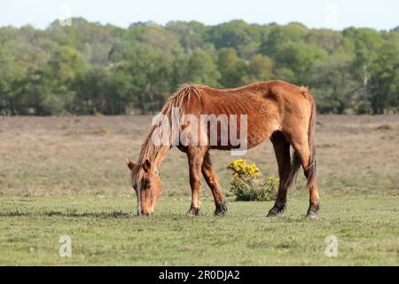 Ein kastanienbraunes New Forest Pony, das Gras mit Bäumen und Gänse im Hintergrund isst Stockfoto