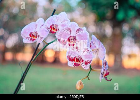 Die rosa Orchidee hängt an ihrem Ast Stockfoto