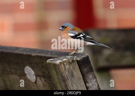 Ein männlicher Schaffinch auf einer Holzbank in einem ummauerten Garten mit roten Ziegeln im Hintergrund Stockfoto