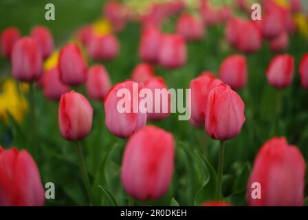 Close up of a group of pink tulips in Keukenhof, The Netherlands Stockfoto