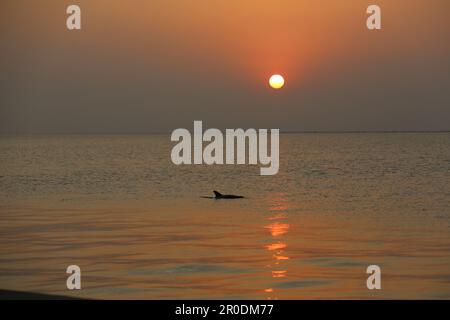 Delfin bei Sonnenuntergang Stockfoto