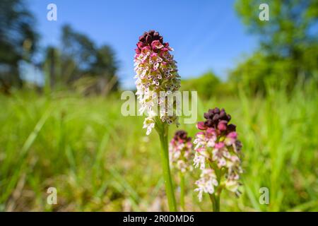 Nahaufnahme einer verbrannten Orchidee (Orchis ustulata) an einem sonnigen Tag im Frühling, Wien (Österreich) Stockfoto