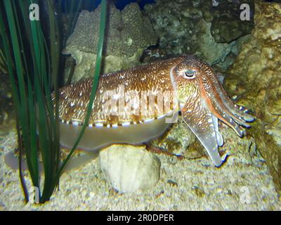 Nahaufnahme eines großen Tintenfischs, der auf einem Felsenhaufen in einer natürlichen Umgebung ruht Stockfoto