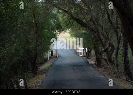 Ein friedlicher bewaldeter Fußweg, gesäumt von üppig grünen Bäumen und Laub Stockfoto