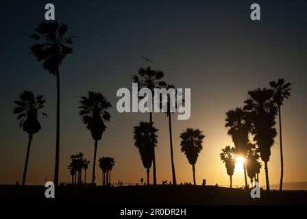 Silhouette aus tropischen Palmen mit spektakulärem Hintergrund bei Sonnenuntergang am Strand Stockfoto