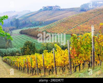 Malerische Herbstweinberge in Piemont - der berühmten Weinregion Italiens. Italienische Naturlandschaft Stockfoto