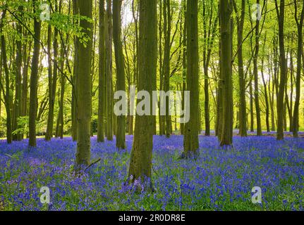 Der wunderschöne Teppich der Blauen Glocke verkörpert Frühling und neues Leben. Aufgenommen in Badbury Clump, Oxfordshire, einem der ältesten Buchenwälder. Stockfoto