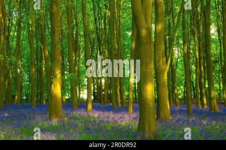 Der wunderschöne Badbury Clump in Oxfordshire, wo das Sonnenlicht sanft die alten Buchenbäume und ihren atemberaubenden Teppich aus Frühlingsbluebells küsst. Stockfoto