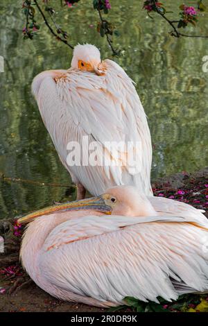 Pelikane in St. James Park, London Stockfoto