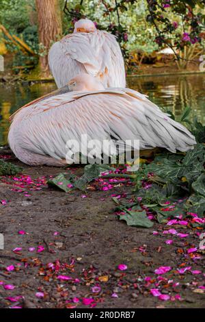 Pelikane in St. James Park, London Stockfoto