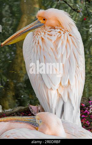 Pelikane in St. James Park, London Stockfoto