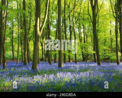 Das wunderschöne Sonnenlicht im Frühling strömt durch die Baumkronen der Buchenbäume am Badbury Clump und beleuchtet die Muster der Blauen Glocke perfekt. Stockfoto