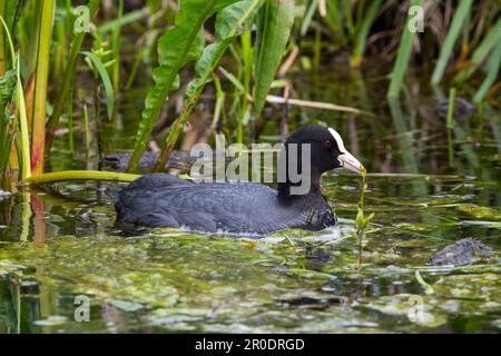 Im Frühjahr schwimmender und forstender eurasischer Kutte/gewöhnlicher Kutte (Fulica atra) unter Wasserpflanzen im Sumpf/Feuchtgebiet Stockfoto