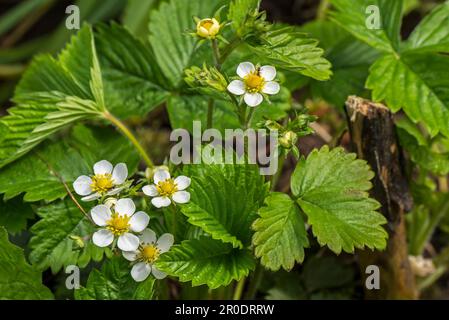 Wilde Erdbeeren/WaldErdbeeren (Fragaria vesca) in Blüten im Wald im Frühjahr Stockfoto