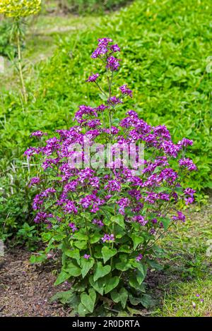 Jährliche Ehrlichkeit (Lunaria annua / Crucifera lunaria) in Blüten im Wildblumengarten im Frühjahr Stockfoto