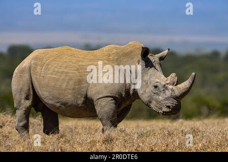 Südliches Weißes Nashorn-Nashorn-Camp Porini Stockfoto