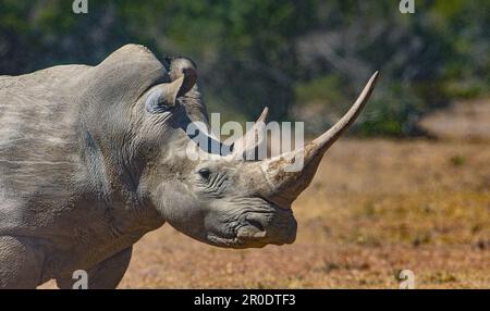 Südliches Weißes Nashorn-Nashorn-Camp Porini Stockfoto