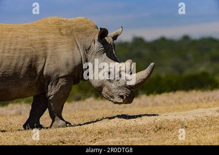 Südliches Weißes Nashorn-Nashorn-Camp Porini Stockfoto