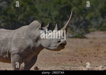 Südliches Weißes Nashorn-Nashorn-Camp Porini Stockfoto