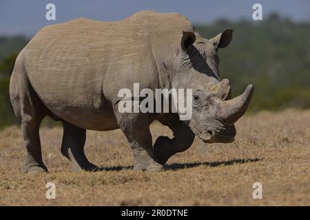 Südliches Weißes Nashorn-Nashorn-Camp Porini Stockfoto