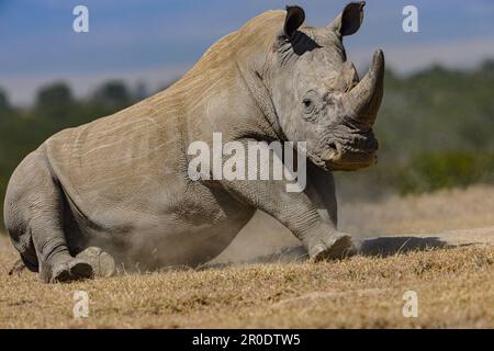 Südliches Weißes Nashorn-Nashorn-Camp Porini Stockfoto