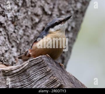 Nuthatch (Sitta europaea) auf einem Baumstumpf in Gloucestershire UK Stockfoto