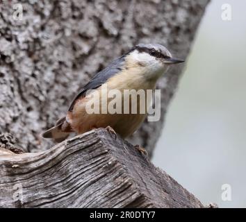 Nuthatch (Sitta europaea) auf einem Baumstumpf in Gloucestershire UK Stockfoto