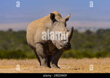 Südliches Weißes Nashorn-Nashorn-Camp Porini Stockfoto