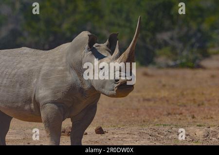 Südliches Weißes Nashorn-Nashorn-Camp Porini Stockfoto