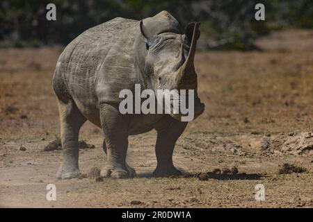 Südliches Weißes Nashorn-Nashorn-Camp Porini Stockfoto