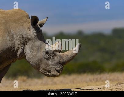 Südliches Weißes Nashorn-Nashorn-Camp Porini Stockfoto