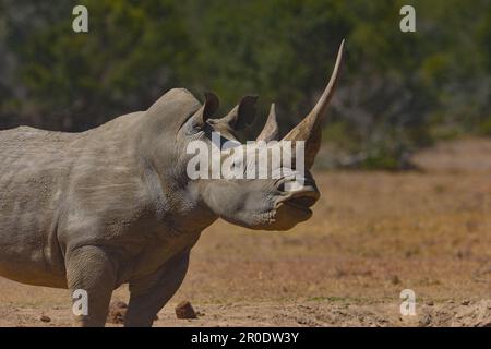 Südliches Weißes Nashorn-Nashorn-Camp Porini Stockfoto