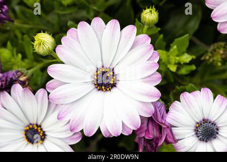 Weiße und lila afrikanische Gänseblümchen wachsen im Garten. Dimorphotheca pluvialis Stockfoto