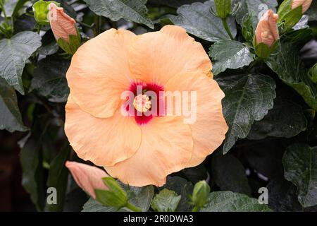 Wunderschöne orangefarbene Hibiscus-Rosa-Sinensis-Blüte wächst. Hibiscus rosa-sinensis L. Stockfoto