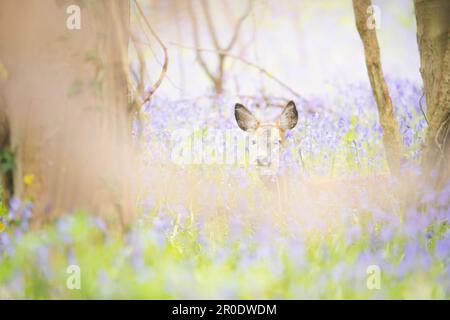 Ein junges weibliches Reh (Capreolus capreolus) ruht in einer Frühlingswiese mit Wildblumen in Dalgety Bay, Fife, Schottland, Großbritannien. Stockfoto