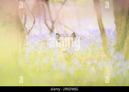 Ein junges weibliches Reh (Capreolus capreolus) ruht in einer Frühlingswiese mit Wildblumen in Dalgety Bay, Fife, Schottland, Großbritannien. Stockfoto