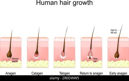 Menschliches Haarwachstum. Der Lebenszyklus des Haarfollikels. Phasen Anagen, Catagen, Telogen und Frühanagen. Querschnitt einer menschlichen Haut mit Haarfollikel, A Stock Vektor