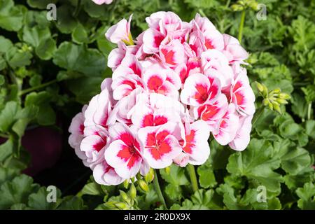 Weiße und rosafarbene Pelargonium-Zonale-Blume, die im Garten wächst Stockfoto