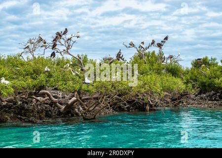 Vogelkolonie auf einer Insel auf den Seychellen. Stockfoto