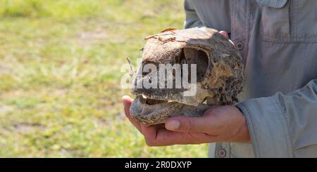 Schädel der Aldabra Riesenschildkröte. Stockfoto