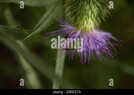 Metallic Green Sweat Bee Stockfoto