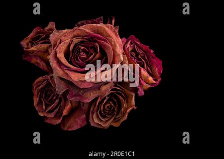 Strauß getrockneter roter Rosen auf schwarzem Hintergrund. Das Konzept der Zeit, des Alterns, der Schönheit des menschlichen Wesens ist nicht ewig. Stockfoto