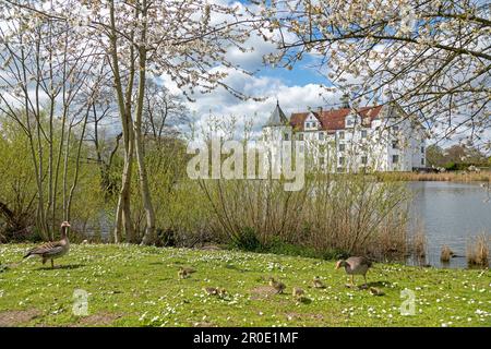 Grylag-Gänse (Anser anser) mit Gänseblümchen, die vor dem Schloss grasen, Glücksburg, Schleswig-Holstein, Deutschland Stockfoto